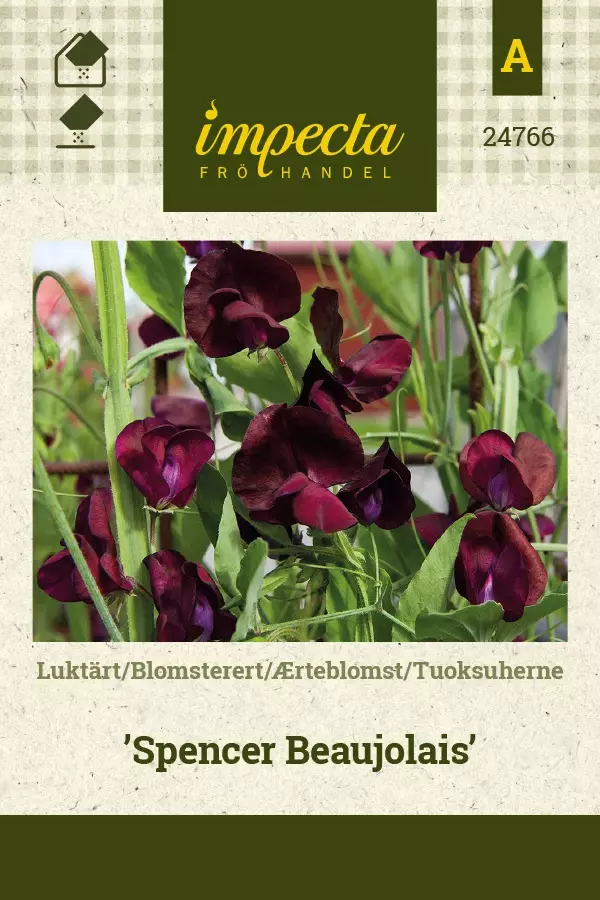 TUOKSUHERNE SPENCER BEAUJOLAIS - Muut kesäkukkien siemenet - 7332756247662 - 1