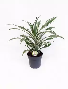 TUOKSUTRAAKKIPUU WHITE JEWEL - Traakkipuut - 2056690000002 - 1