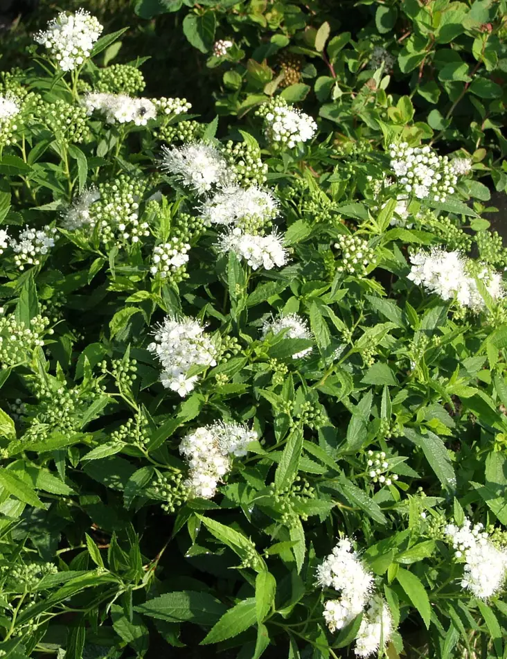 VALKORUUSUANGERVO - Angervot - 2022220000002 - 1