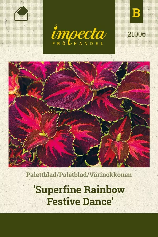 VÄRINOKKONEN RAINBOW FESTIVE DANCE - Muut kesäkukkien siemenet - 7332756210062 - 1