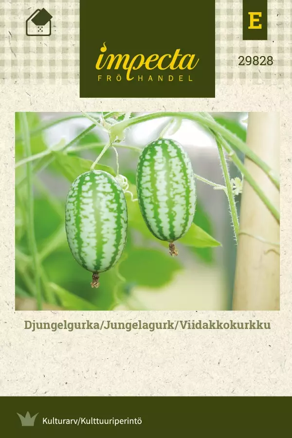 VIIDAKKOKURKKU - Kurkun siemenet - 7332756298282 - 1