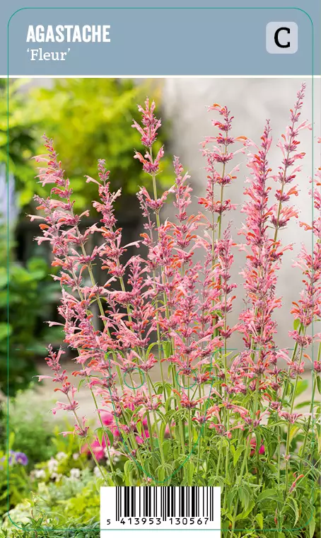 YRTTI-IISO FLEUR - Muut perennat - 2049645400002 - 1