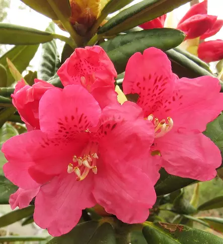 ALPPIRUUSU TEUVO - Alppiruusut - 2095829600003 - 1