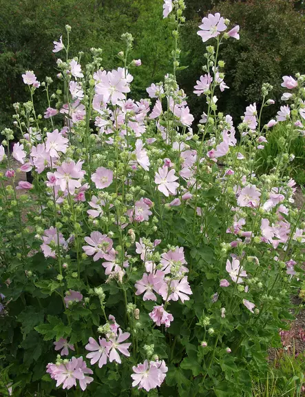 HARMAAMALVIKKI - Muut perennat - 2093933200003 - 1