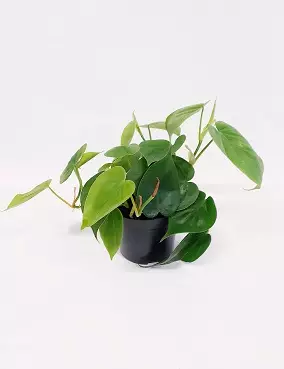 HERTTAKÖYNNÖSVEHKA - Vehkat - 2000010400003 - 1