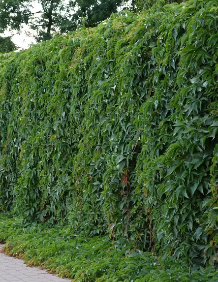 IMUKÄRHIVILLIVIINI YELLOW WALL - Muut köynnökset - 2410222030873 - 2