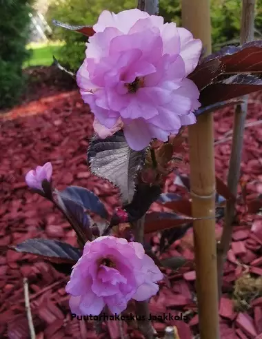 JAPANINKIRSIKKA ROYAL BURGUNDY - Koristekirsikat - 2054530800003 - 1