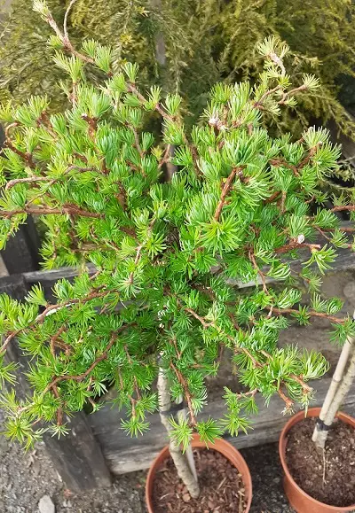 JAPANINLEHTIKUUSI DIANA - Muut havukasvit - 2080562400003 - 1