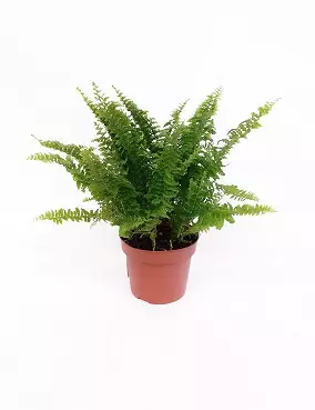 KAARISULKASANIAINEN BOSTON BLUE BELL - Saniaiset - 2003183600003 - 1