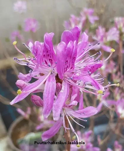 KANADANATSALEA VIOLETTA - Atsaleat - 2065071400003 - 1