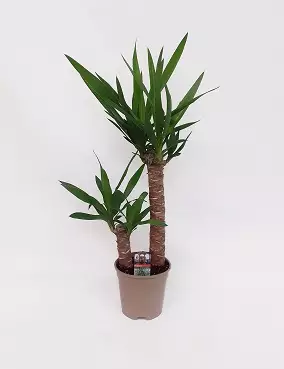 KIILTOJUKKA (JUKKAPALMU) - Muut viherkasvit - 2012345600003 - 1