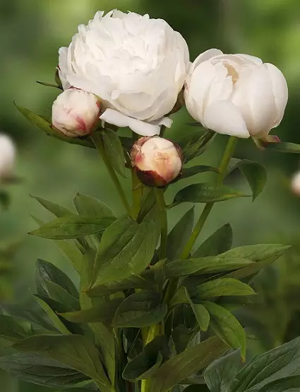 KIINANPIONI ALLAN ROGERS - Pionit - 2045807700003 - 1