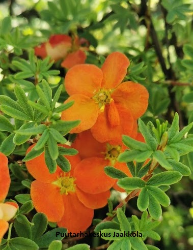 PENSASHANHIKKI MARIAN RED ROBIN - Hanhikit - 2020193400003 - 1