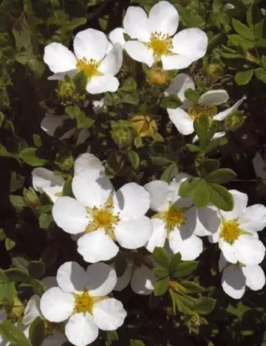 PENSASHANHIKKI SANDVED - Hanhikit - 2087410300003 - 1