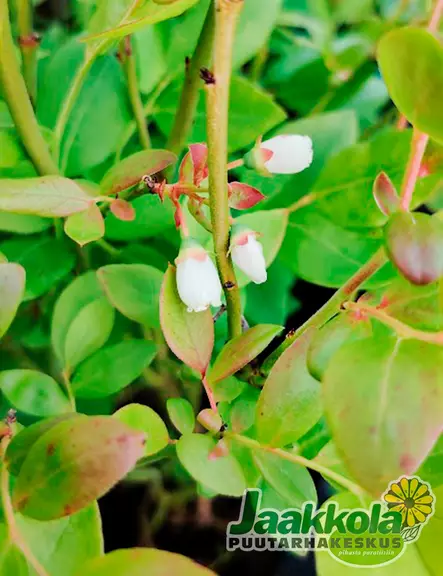 PENSASMUSTIKKA ALVAR - Pensasmustikat - 2002016000003 - 2