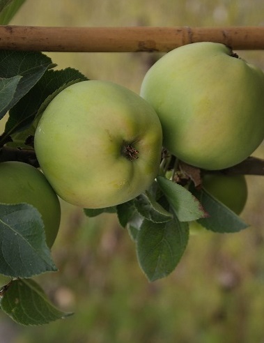 PILARIOMENAPUU PRESIDENT - Omenapuut - 2093686700003 - 2