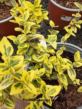 SUIKEROSORVARINPENSAS EMERALD'N GOLD - Muut pensaat - 2057074800003 - 1