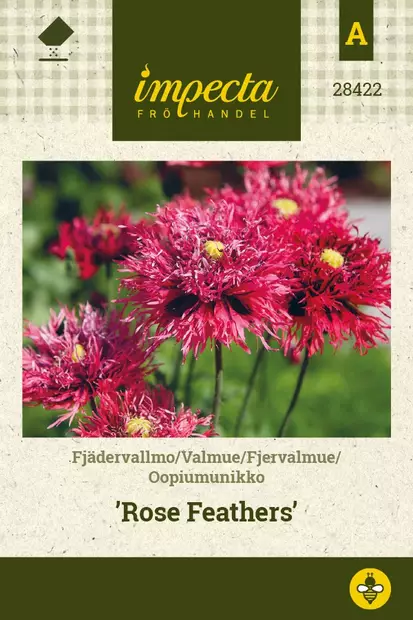 SULKAUNIKKO ROSE FEATHERS - Muut kesäkukkien siemenet - 7332756284223 - 1