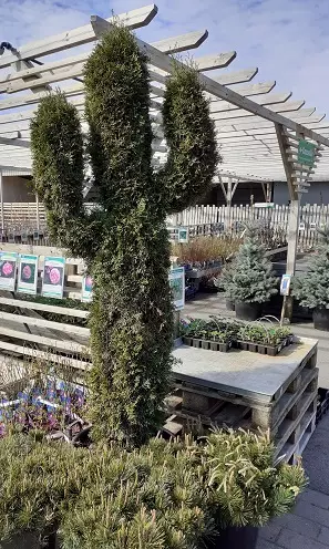 TIMANTTITUIJA KAKTUS - Tuijat - 2091626500003 - 1