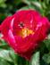 PIONI PAULA FAY - Pionit - 2048212000003 - 1