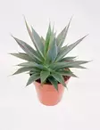 AGAVE 'SHAKA ZULU' - Kaktukset, mehikasvit ja tyräkit - 24520973 - 2