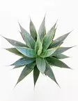 AGAVE 'SHAKA ZULU' - Kaktukset, mehikasvit ja tyräkit - 24520973 - 1