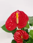 ANDRENFLAMINGONKUKKA ARISA RED 14 CM - Kukkivat viherkasvit - 8712044416113 - 2