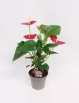 ANDRENFLAMINGONKUKKA ARISA RED 14 CM - Kukkivat viherkasvit - 8712044416113 - 1