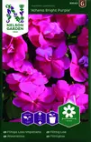 AHKERALIISA ATHENA BRIGHT PURPLE F1 - Muut kesäkukkien siemenet - 7312600935433 - 1