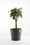 AMSTERDAM RUUKKU TUMMANHARMAA 60 CM - Muoviruukut - 5413724303343 - 1