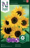 ISOAURINGONKUKKA MOONWALKER - Auringonkukan siemenet - 7312600952843 - 2