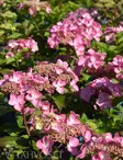 JALOHORTENSIA POP STAR - Hortensiat - 2034535700003 - 1