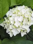 JALOHORTENSIA THE BRIDE - Hortensiat - 2021207700003 - 1