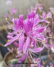 KANADANATSALEA VIOLETTA - Atsaleat - 2065071400003 - 1