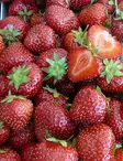 MANSIKKA MARKETTA SATOTAIMI - Mansikantaimet - 2045688600003 - 1