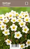 PATJARIKKO PIXIE WHITE - Muut perennat - 2030219600003 - 1