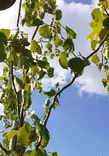 PEIKKOKOIVU - Koivut - 2001418900003 - 1