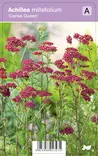 PUNAKÄRSÄMÖ CERISE QUEEN - Muut perennat - 2055446100003 - 1
