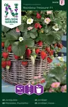 PUUTARHAMANSIKKA RAINBOW TREASURE F1 - Muut vihannesten siemenet - 7312600904163 - 2