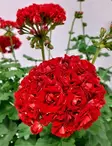 RUUSUNNUPPUPELARGONI ROSEBUD - Kukkivat viherkasvit - 000133 - 2