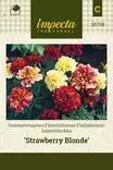 SAMETTIKUKKA STRAWBERRY BLONDE - Muut kesäkukkien siemenet - 7332756287583 - 1