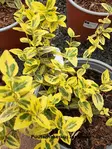 SUIKEROSORVARINPENSAS EMERALD'N GOLD - Muut pensaat - 2057074800003 - 1