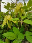 TARHA-ALPPIKÄRHÖ GOLDEN SUPRISE - Kärhöt - 2032865500003 - 1