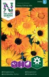 TARHAKEHÄKUKKA DAISY CITRUS MIX, SEOS - Kehäkukan siemenet - 7312600949003 - 2