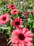 TARHAPUNAHATTU SUNSEEKERS CARMINE - Muut perennat - 2045253200003 - 1