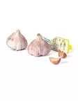 VALKOSIPULI GERMIDOUR 2 KPL/PAKK - Istukassipulit - 7312600043633 - 1