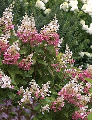 SYYSHORTENSIA PINKY WINKY - Hortensiat - 2000171400003 - 1