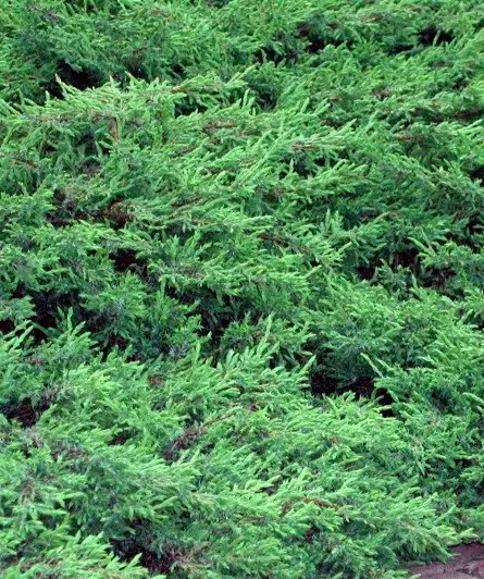 KÄÄPIÖKATAJA REPANDA - Katajat - 10302103 - 1