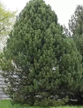 SEMBRAMÄNTY - Männyt - 10304103 - 1