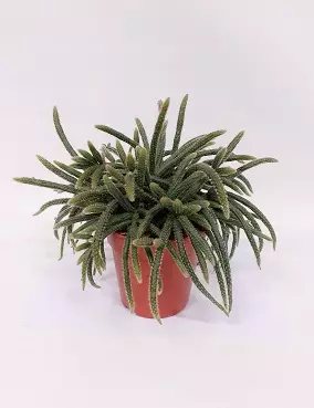 HIUSKORALLIKAKTUS HORRIDA - Kaktukset, mehikasvit ja tyräkit - 2000011700003 - 1